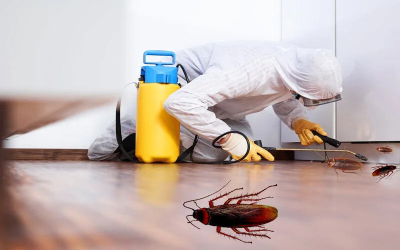 Dịch Vụ Diệt Rệp Giường Tại Cần Thơ - Giá Chỉ Từ 800K 19 Dịch vụ diệt côn trùng tại Ninh Kiều