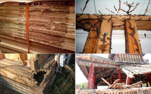 Dịch vụ diệt mối tận gốc tại Cần Thơ
