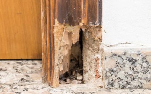 Giá dịch vụ diệt mối tận gốc tại Cần Thơ